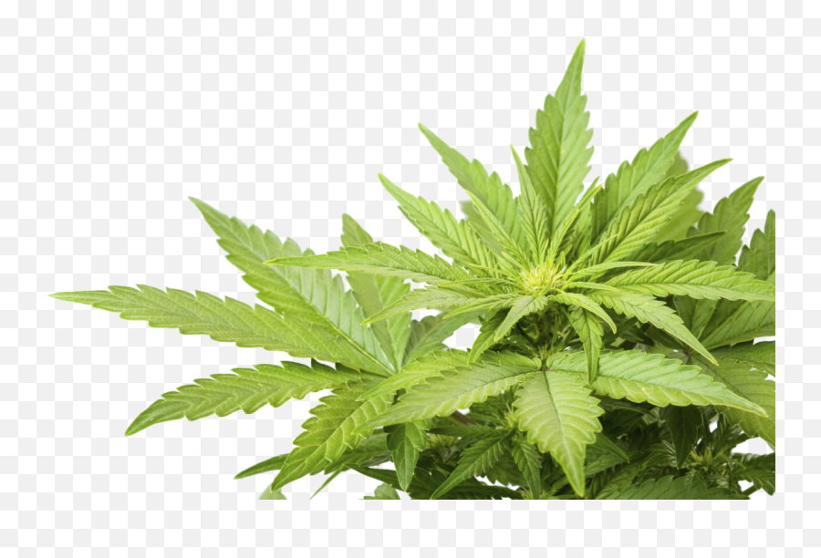 Cannabis Png - Cannabis Png Emoji,Weed Plant Emoji