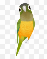 Animals - Periquito Da Caatinga Desenho Emoji,Parrot Emoji