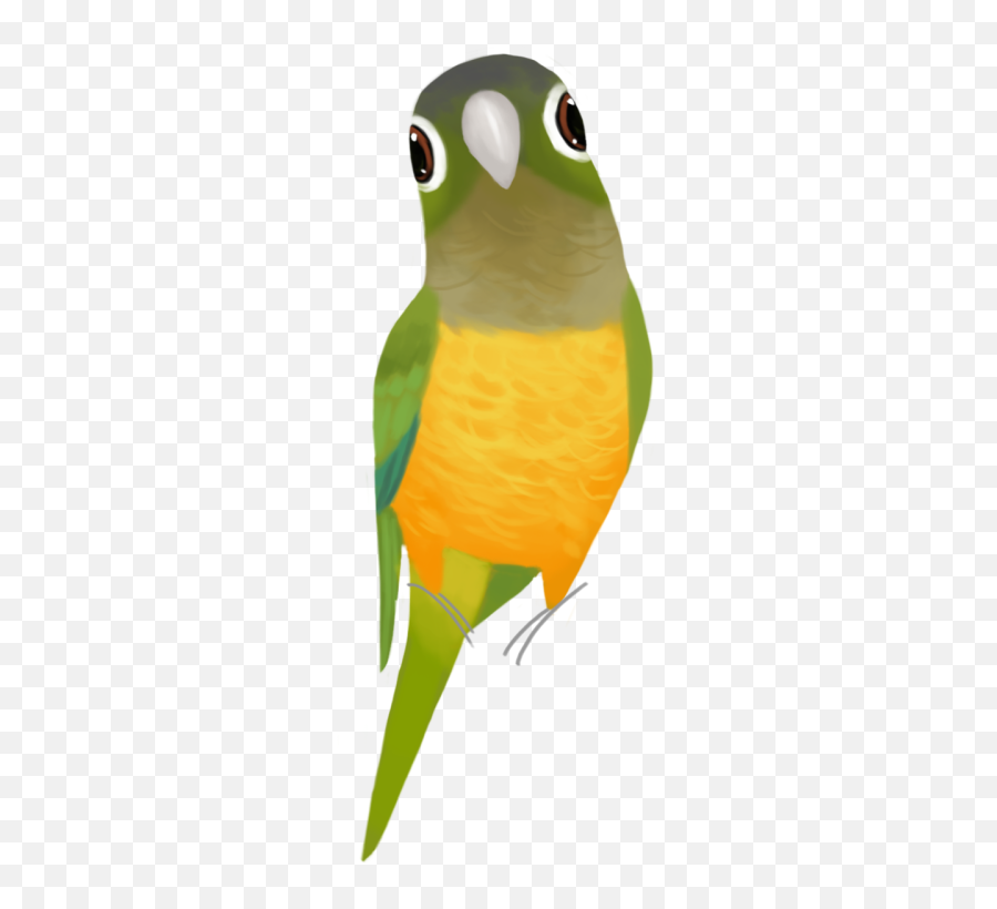 Animals - Periquito Da Caatinga Desenho Emoji,Parrot Emoji