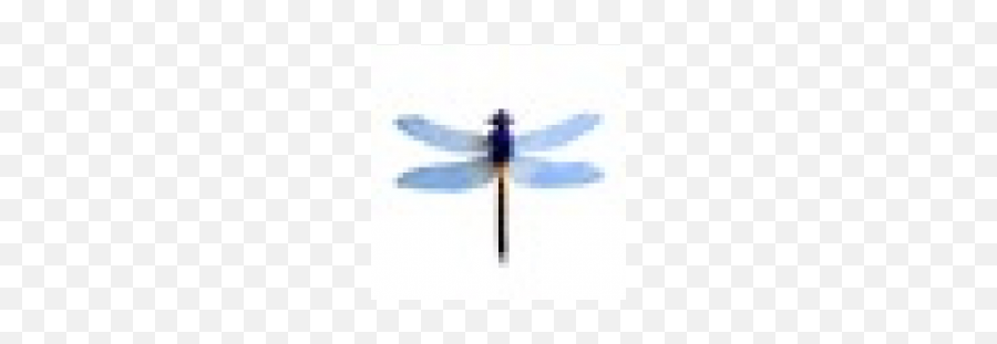 I Can Make This Work 2017 - Hawker Dragonflies Emoji,Dragonfly Emoji