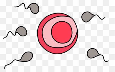 Pin on Health Clip Art Free Download - Egg And Sperm Clipart Emoji