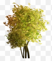 Tree Nature Bush Hedge Shrub Plant Leaves - Twig Emoji,Shrub Emoji