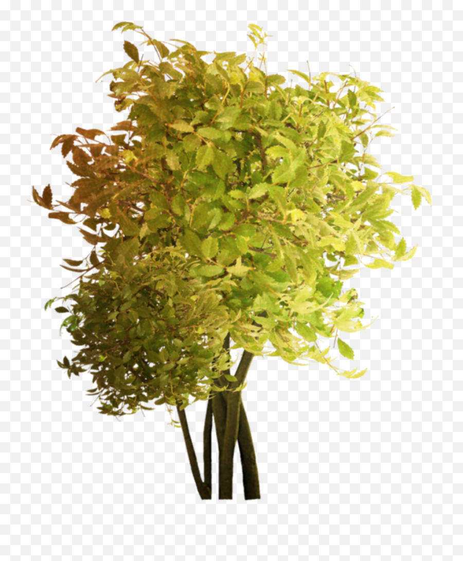 Tree Nature Bush Hedge Shrub Plant Leaves - Twig Emoji,Shrub Emoji