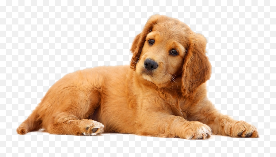 Dog Png Cute - Dog Png Emoji,Cute Dog Emoji