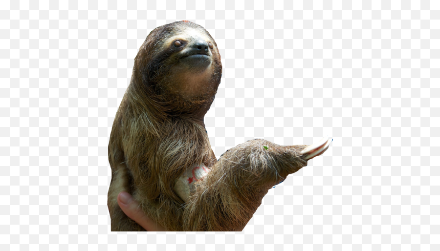 Free Transparent Sloth Download Free Clip Art Free Clip - Transparent Baby Sloth Png Emoji,Sloth Emoji
