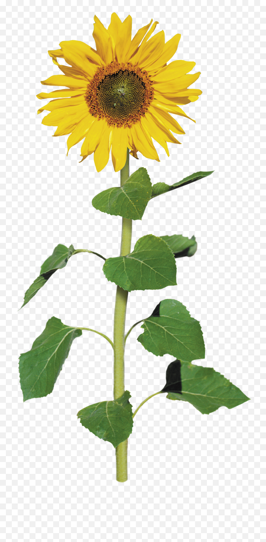 Common Sunflower Archive File Clip Art - Sunflower Png Transparent Emoji,Sunflower Emoji Png