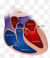 Heart Valve Circulatory - Different Types Of Emoji