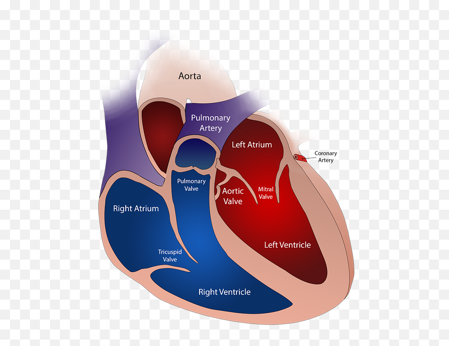 Heart Valve Circulatory - Different Types Of Heart Emoji,Cross Emojis For Iphone