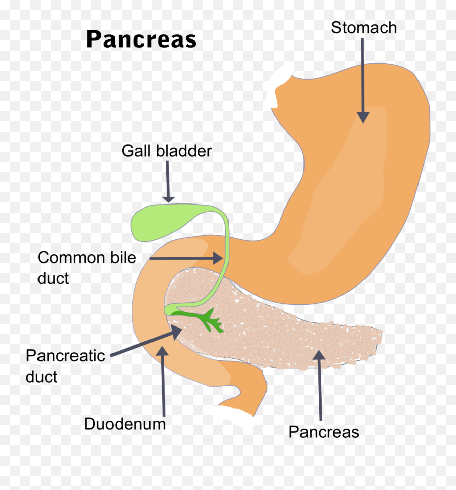 Illu Pancrease - Pancreas Meaning In Gujarati Emoji,Soon Emoji