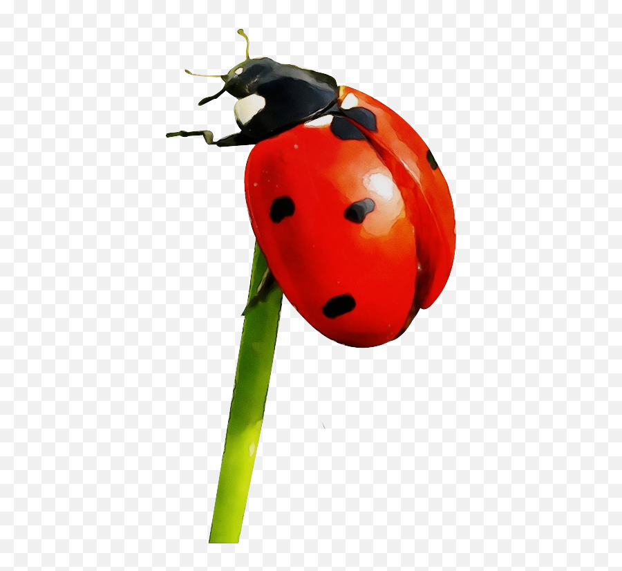 Ladybird Beetle Ant Portable Network Graphics Image - Ladybug Transparent Emoji,Ladybug Emoji