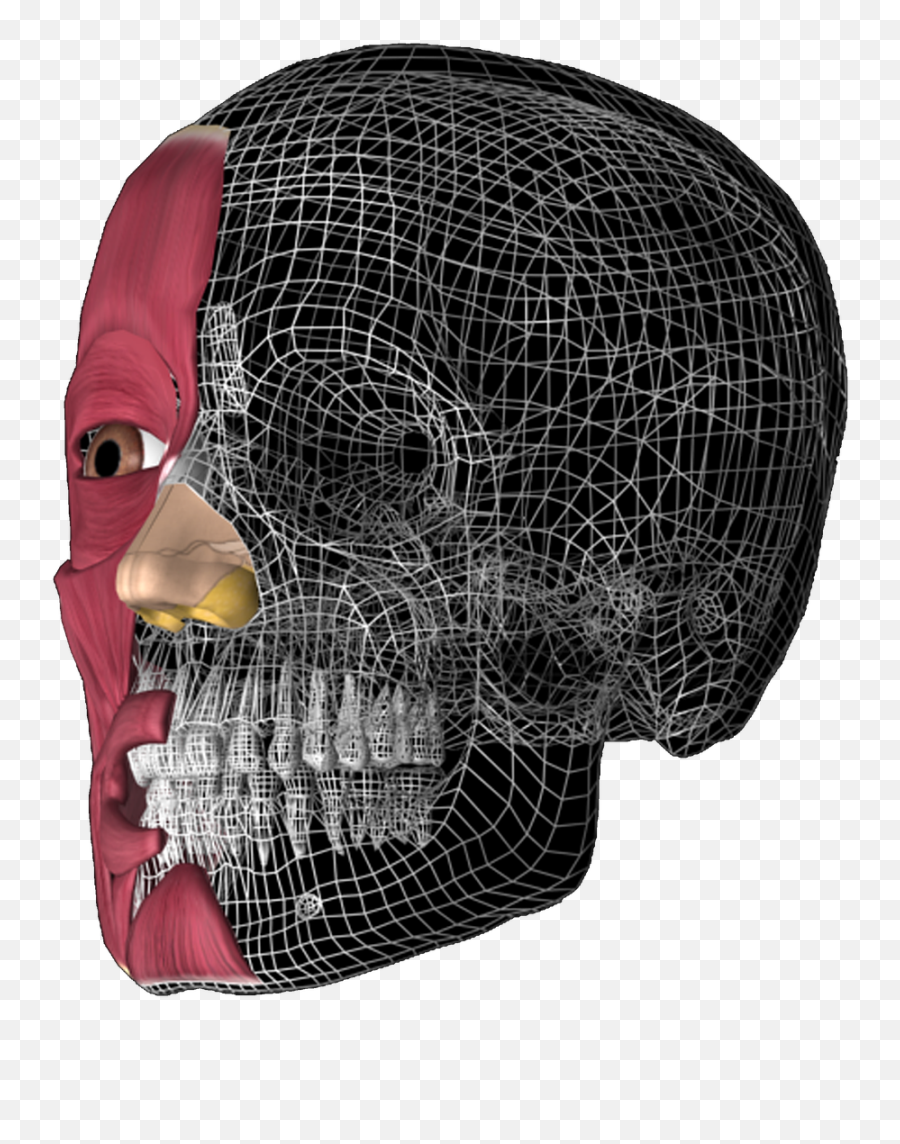 Skull 3d Anatomy Anatomy 3d Free Emoji,Emoji Bathroom Signs