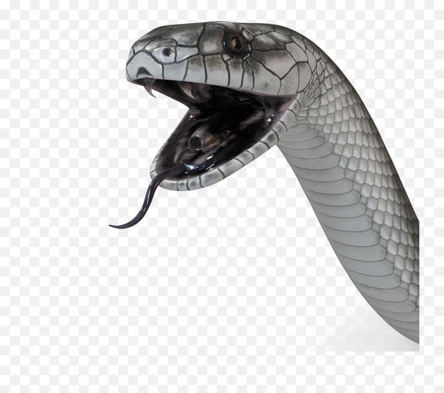 Black Mamba Snake Png - Black Mamba Snake White Background Emoji,Snake Emoji Png