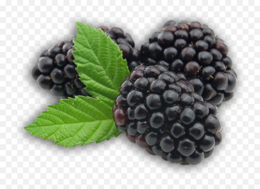 Blackberry Fruit Png Picture Png Svg Clip Art For Web - Blackberries Transparent Background Emoji,Blackberry Emoji