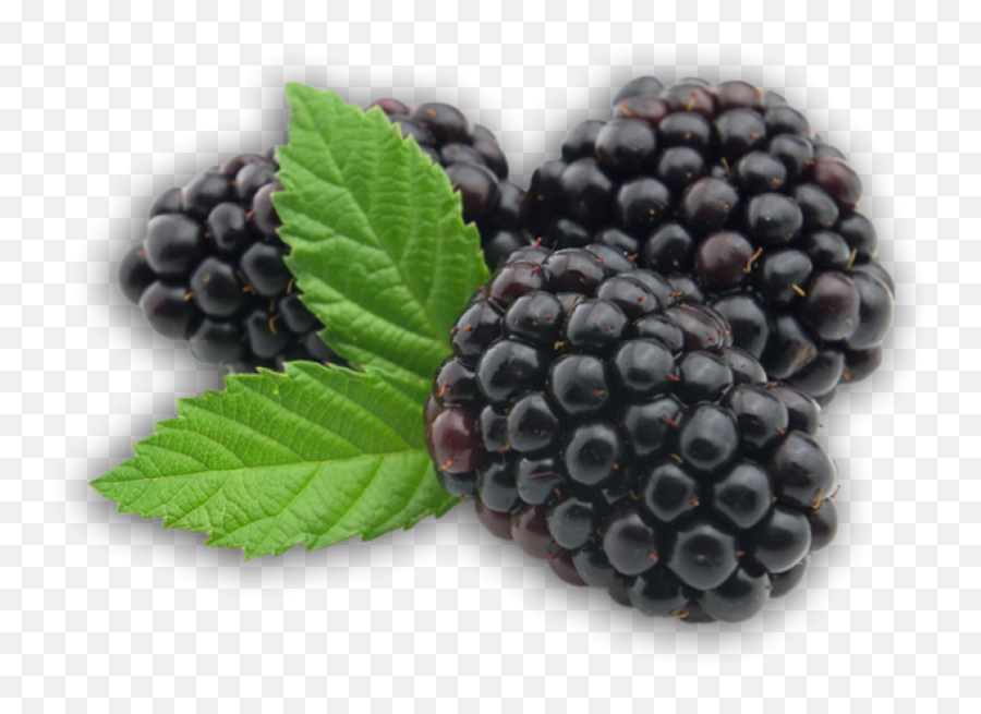 Free Free Blackberry Fruit Svg 541 SVG PNG EPS DXF File