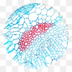 Botana Curus X Dicot Fibers 400 - And Sclereids Microscope Emoji