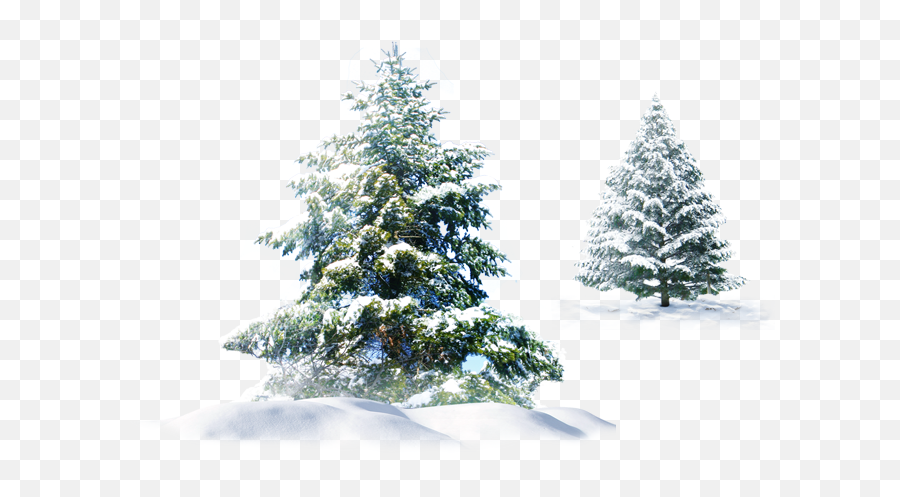 Trees Snow Christmas Evergreen Pine - Christmas Snow Png Transparent Emoji,Trees Emoji