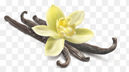 Search Results For Flowers Png - Vanilla Png Transparent Emoji,Lily Flower Emoji
