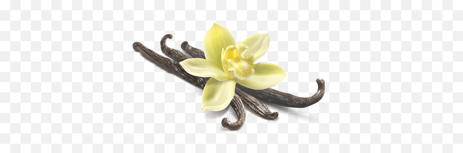 Search Results For Flowers Png - Vanilla Png Transparent Emoji,Lily Flower Emoji