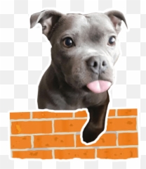 Pack of Stickers for WhatsApp DEPITBULLS - Baby Cute Pit Bull Emoji