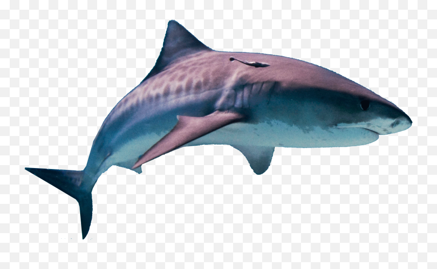 Edit Edits Png Aesthetic Arianagrande - Difference Between A Tiger Shark And A Great White Emoji,Shark Emoji Iphone