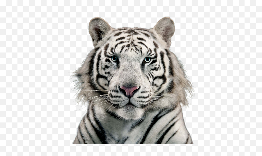 Stripes White Transparent U0026 Png Clipart Free Download - Ywd Logo White Tiger Png Emoji,White Tiger Emoji