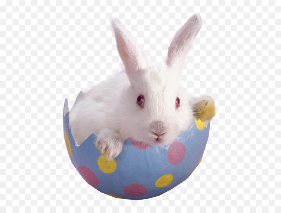 Easter Bunny Psd Official Psds - Bunny Emoji,Easter Bunny Emoji