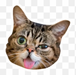 Grumpy Cat Y Lil Bub Stickers For Whatsapp - Extremely Happy Emoji