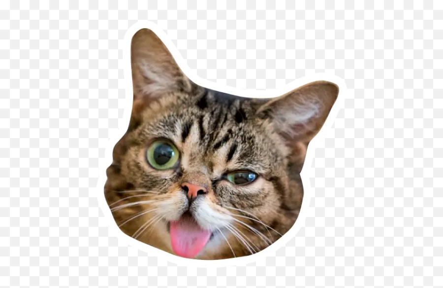 Grumpy Cat Y Lil Bub Stickers For Whatsapp - Extremely Happy Cat Emoji,Grumpy Cat Emoji