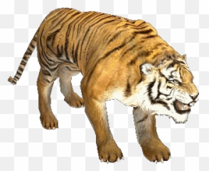 Cat Gif - Animated Transparent Tiger Gif Emoji,Goat Emoticon