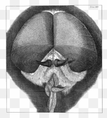Robert Hooke - Micrographia Emoji
