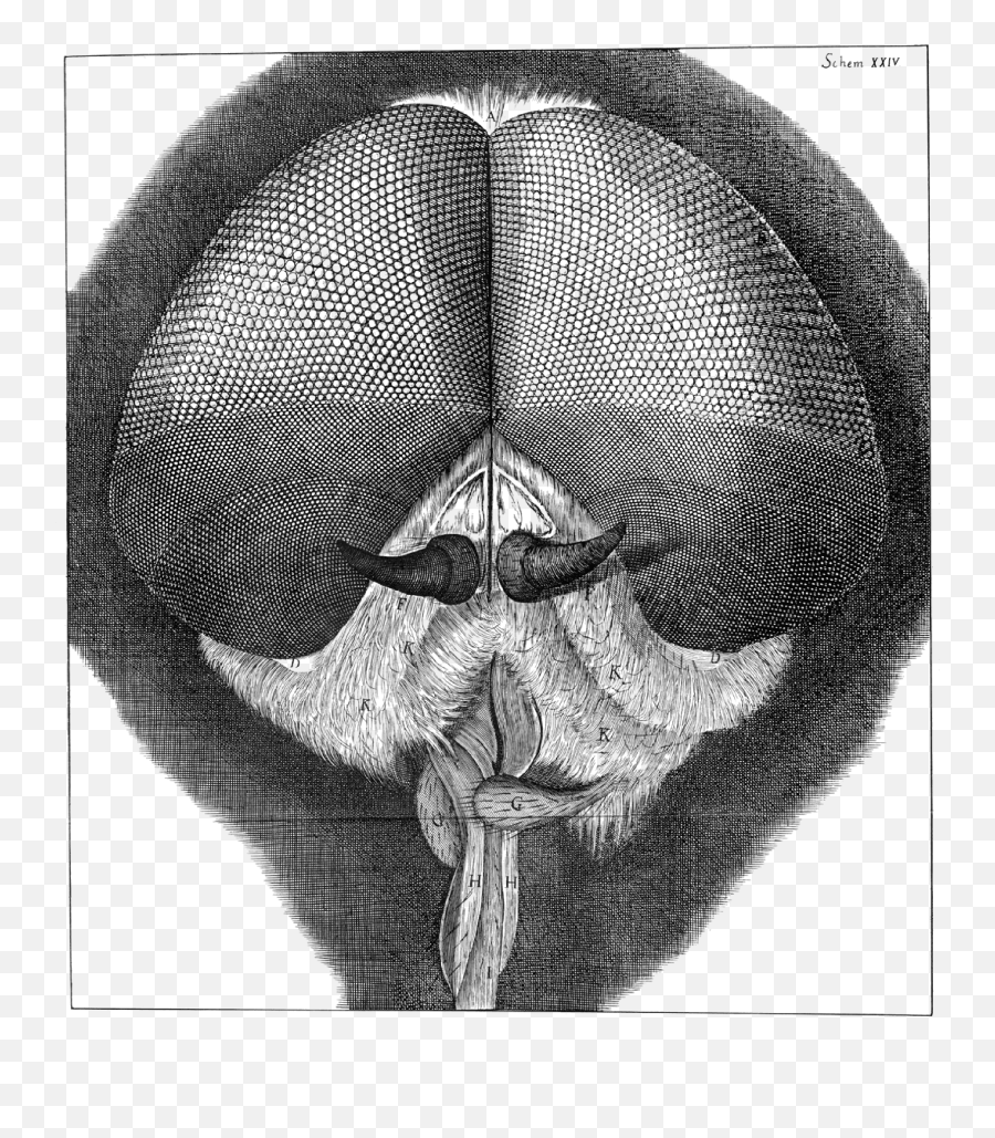 Robert Hooke - Robert Hooke Micrographia Emoji,Emoji Blowing Air