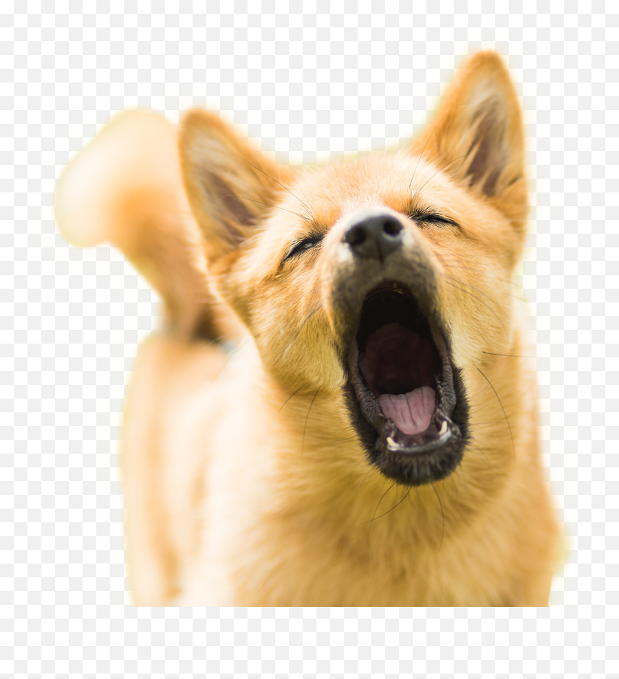 Dog Doggie Barking Cute Funny Meme - Dog Barking Cute Emoji,Barking Dog Emoji