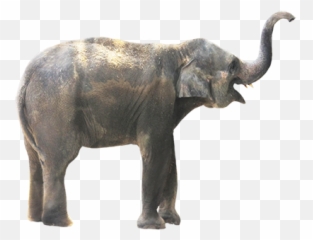 Elephant Png - Real Animals Clip Art Emoji,Emoji Level 70