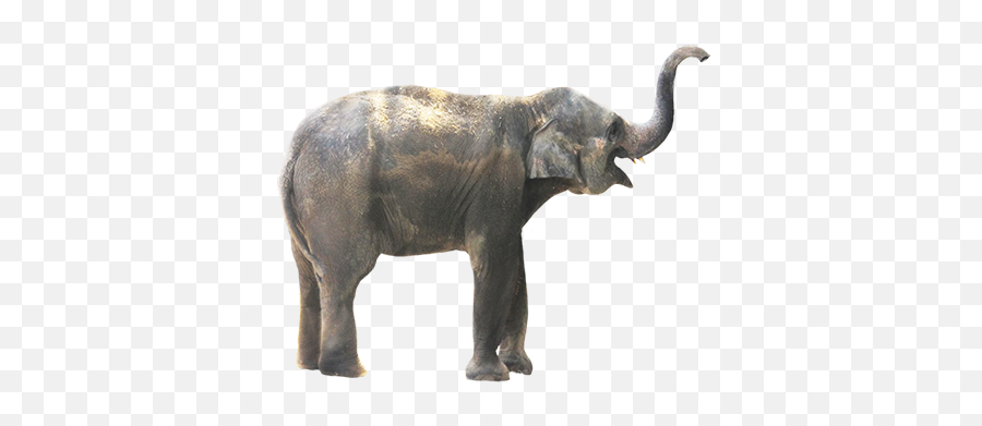 Elephant Png - Real Animals Clip Art Emoji,Emoji Level 70
