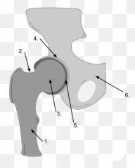 Ball And Socket Joint - Drawing Emoji