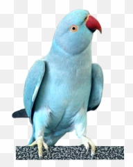 Parrots Parrot Cockatoo Bird Birds Sky - Blue Indian Ringneck Parrot Female Emoji,Parrot Emoji