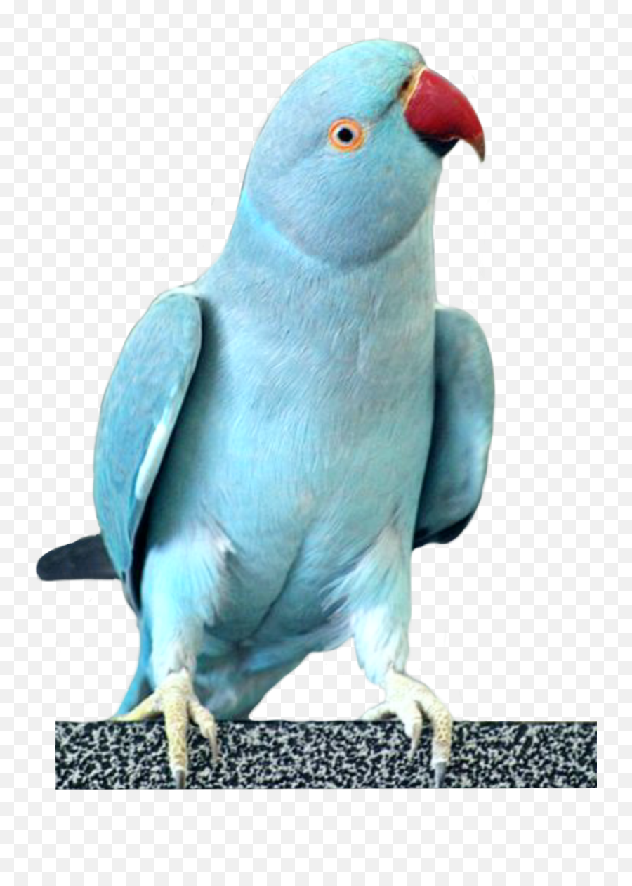 Parrots Parrot Cockatoo Bird Birds Sky - Blue Indian Ringneck Parrot Female Emoji,Parrot Emoji