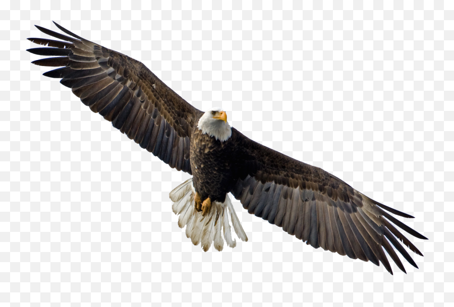 Trending Bald Eagle Stickers - Transparent Background Eagle Png Emoji,Bald Eagle Emoji