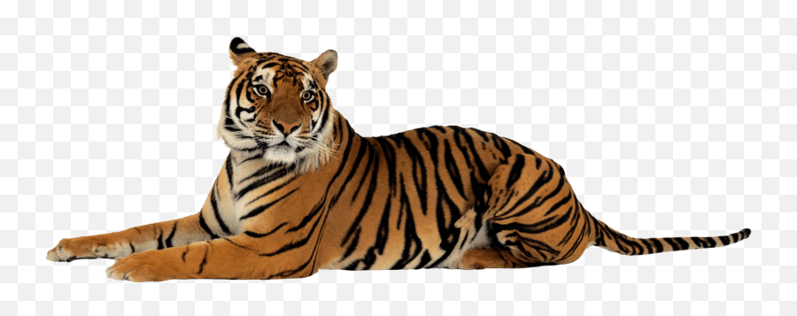 Tiger Drawing For Kids Free Download On Clipartmag - Tiger Png Emoji,White Tiger Emoji