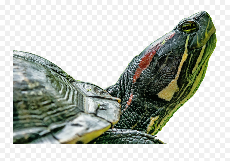 Turtlereptiletortoise Shellabstract - Wasserschildkröte Turtles Emoji,Tortoise Emoji