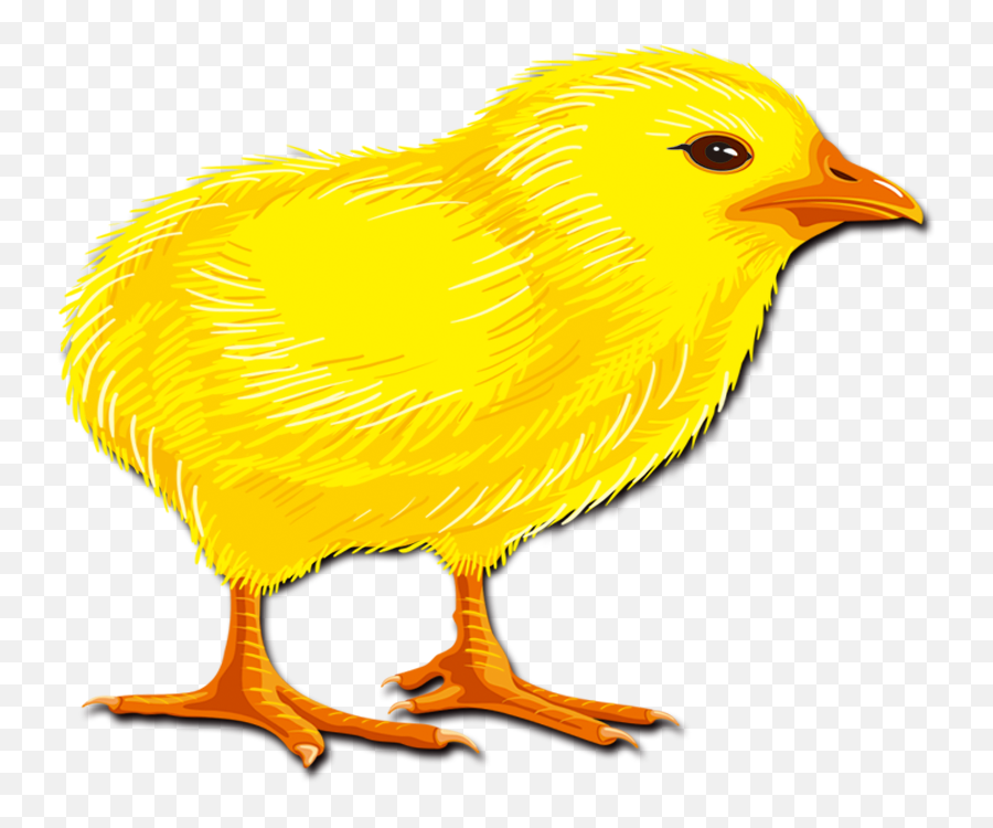 Hair Chicken Rooster Chick Transprent Png Free - Canary Emoji,Rooster Emoji