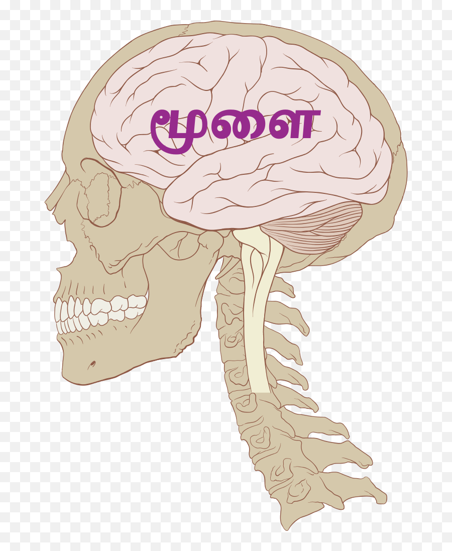 Skull And Brain Normal Human Ta - Human Brain Parts In Tamil Emoji,Emoji Skull