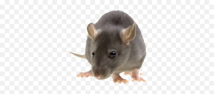 Mouse Png And Vectors For Free Download - Pest Control Emoji,Mice Emoji