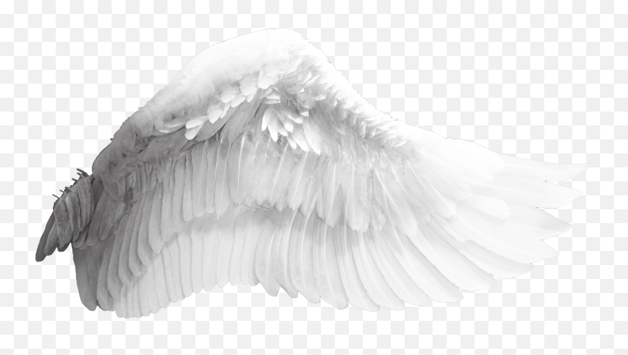 Wing Download Bird - Angel Wings Png Download 44002100 Wings Png Black Background Emoji,Angel Wings Emoji