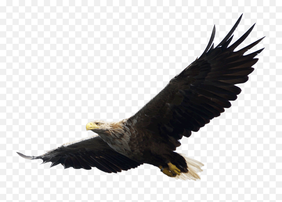 220 Best Clipart Images - Eagle Flying Png Emoji,Bald Eagle Emoji