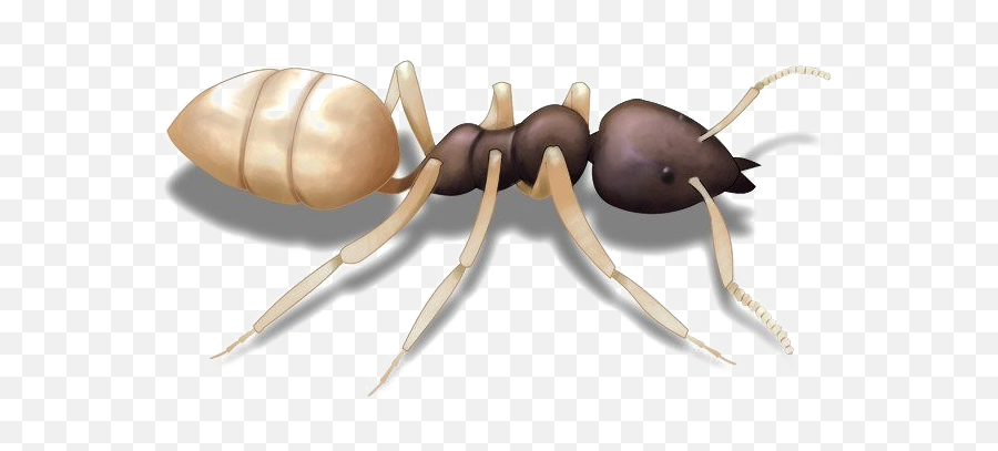 Hd Ghost Ant Transparent Png Image - Ants With White Abdomen Emoji,Ant Emoji