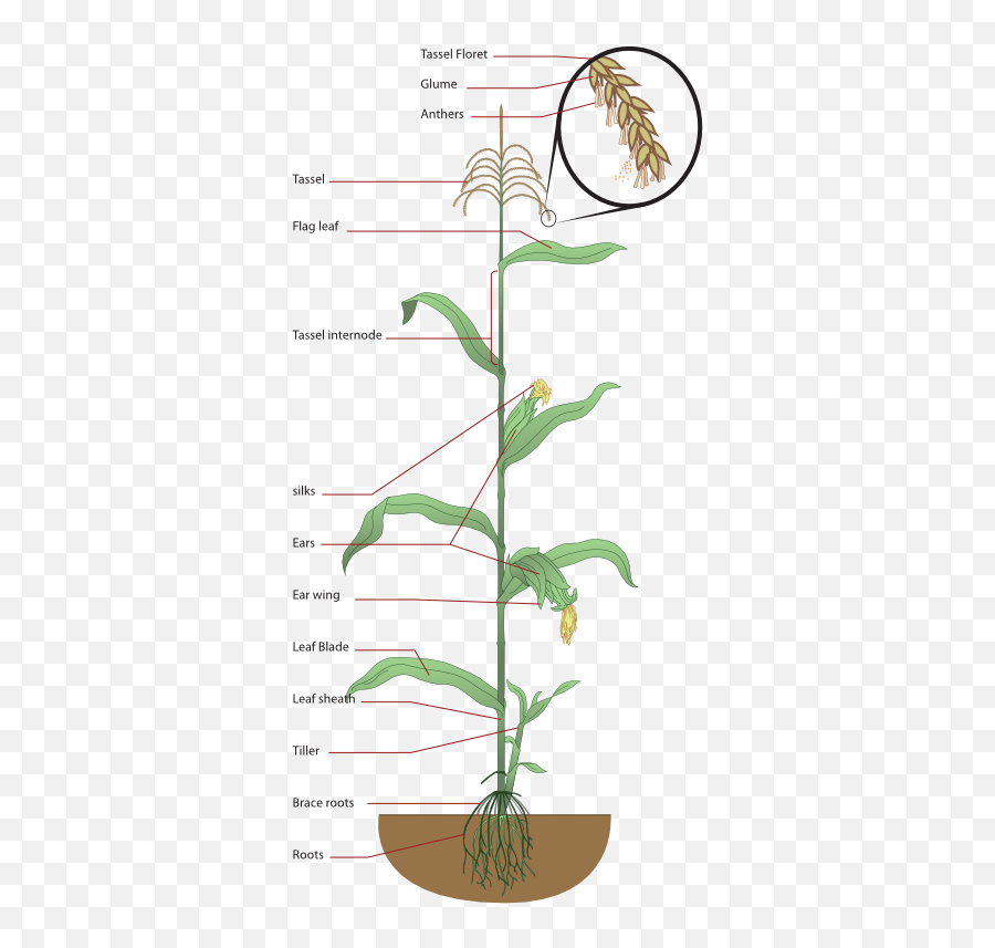 Peggy Notebaert Nature Museum - Structure Of Maize Plant Emoji,Flag Honey Plant Emoji