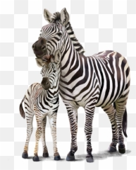 Zebra - Zebra And Baby Clipart Emoji,Zebra Emoji