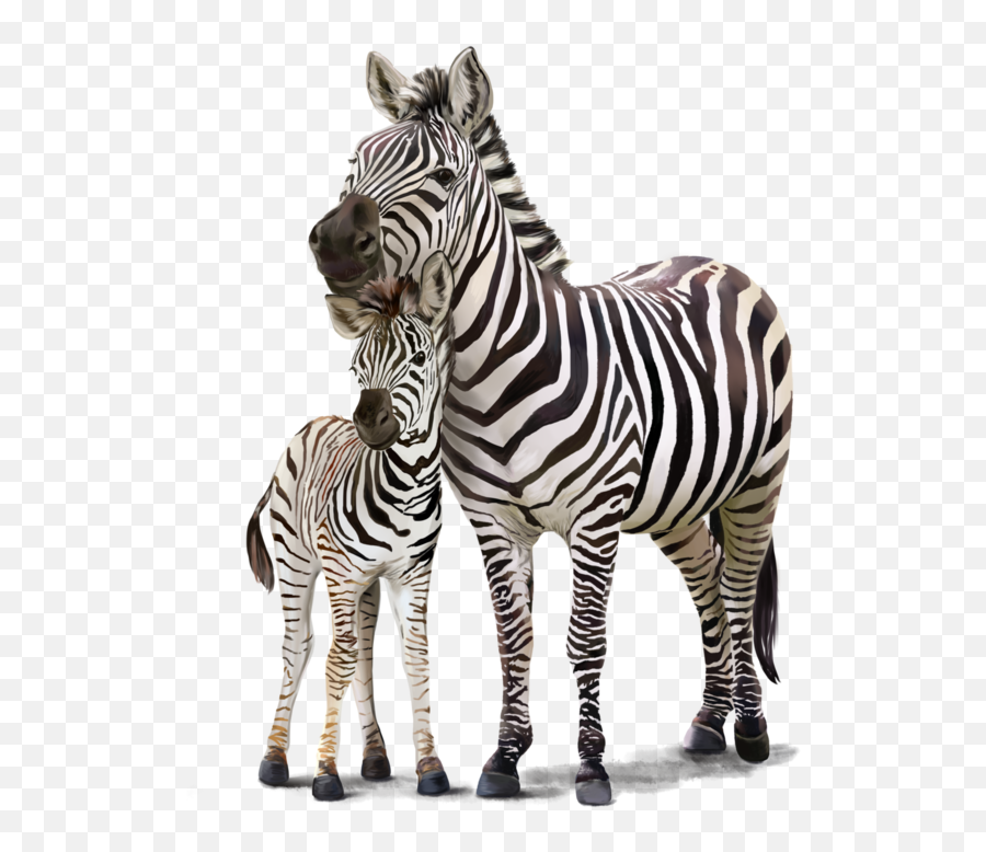 Zebra - Zebra And Baby Clipart Emoji,Zebra Emoji