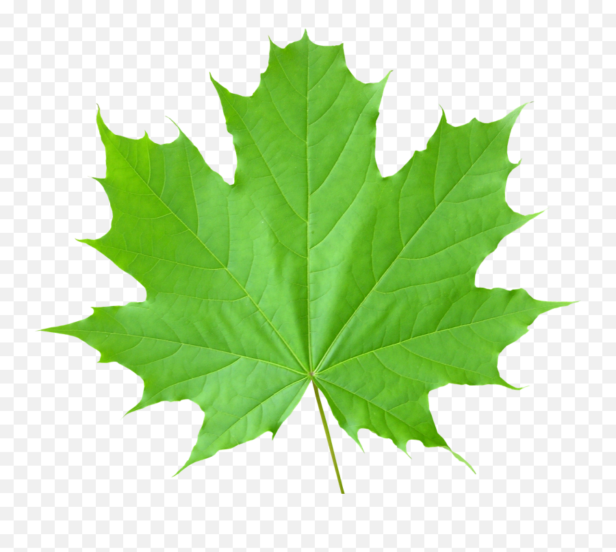 Leaf Clipart Sycamore Tree Leaf - Green Maple Leaf Png Emoji,Maple Leaf Emoji